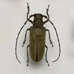 2026年最新】カミキリ 標本の人気アイテム - メルカリ