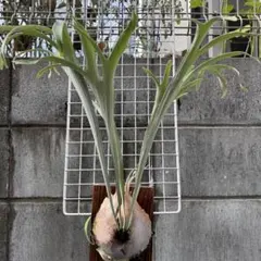 2026年最新】veitchii 2ndの人気アイテム - メルカリ