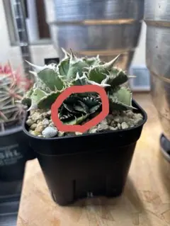 2026年最新】アガベ白豪刺の人気アイテム - メルカリ