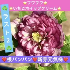 2026年最新】野田園芸の人気アイテム - メルカリ