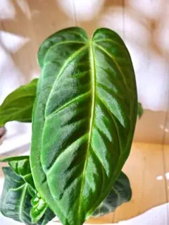 2026年最新】アンスリウム原種の人気アイテム - メルカリ