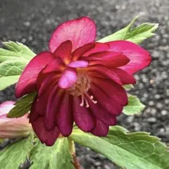 2026年最新】大木ナーサリーの人気アイテム - メルカリ