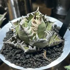 2026年最新】地獄猫 アガベの人気アイテム - メルカリ