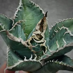 2026年最新】チタノタ悪魔くんの人気アイテム - メルカリ