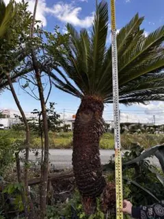 2026年最新】ソテツ 引き取りの人気アイテム - メルカリ