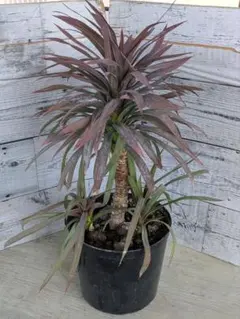 2026年最新】ユッカ デスメティアーナの人気アイテム - メルカリ