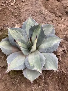 2026年最新】吉祥天 アガベ錦の人気アイテム - メルカリ