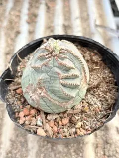 2026年最新】オベサ 綴化の人気アイテム - メルカリ