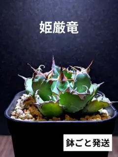2026年最新】姫厳龍の人気アイテム - メルカリ