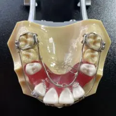 2026年最新】顎模型 ニッシンの人気アイテム - メルカリ