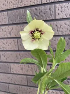 2026年最新】野田園芸の人気アイテム - メルカリ