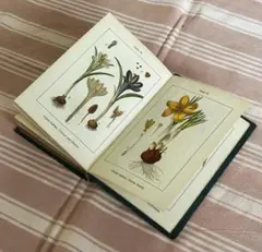 2026年最新】植物図鑑 アンティークの人気アイテム - メルカリ
