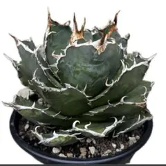 2026年最新】アガベ 白鯨 大株の人気アイテム - メルカリ