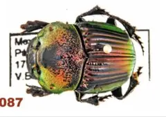 2026年最新】ダイコクコガネ 標本の人気アイテム - メルカリ