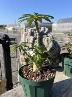 2026年最新】ドルステニア・ギガスの人気アイテム - メルカリ