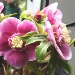 2026年最新】ソレイユ クリスマスローズの人気アイテム - メルカリ