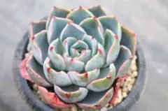 2026年最新】ロンギシマ 多肉の人気アイテム - メルカリ