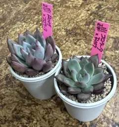 2026年最新】ルイパパの人気アイテム - メルカリ