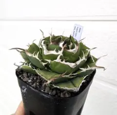 2026年最新】イラン株 アガベの人気アイテム - メルカリ