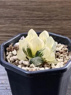 2026年最新】ハオルチア オブツーサ錦の人気アイテム - メルカリ