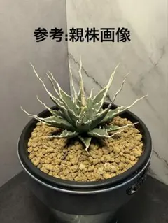 2026年最新】エボリスピナ子株の人気アイテム - メルカリ