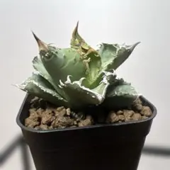 2026年最新】冰雹 アガベの人気アイテム - メルカリ