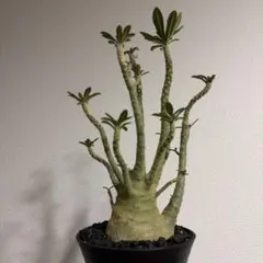 2026年最新】ドルステニア・ギガスの人気アイテム - メルカリ