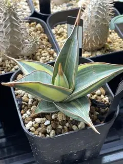 2026年最新】サンスベリア ピングイキュラの人気アイテム - メルカリ