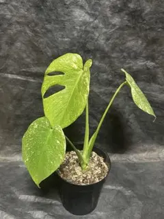 2026年最新】モンステラ ホワイト 天津蘭の人気アイテム - メルカリ