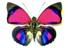 2026年最新】アグリアス 蝶 の人気アイテム - メルカリ