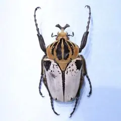 2026年最新】ゴライアス 標本の人気アイテム - メルカリ