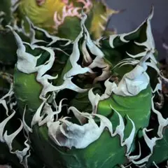 2026年最新】チタノタ悪魔くんの人気アイテム - メルカリ