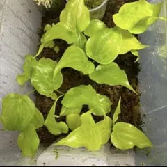 2026年最新】アロカシア ククラータの人気アイテム - メルカリ