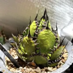 2026年最新】アガベ陽炎の人気アイテム - メルカリ