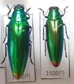 2026年最新】タマムシ 標本の人気アイテム - メルカリ