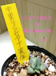 2026年最新】リンゼアナ 中里の人気アイテム - メルカリ