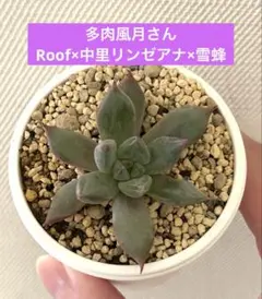 2026年最新】リンゼアナ 中里の人気アイテム - メルカリ