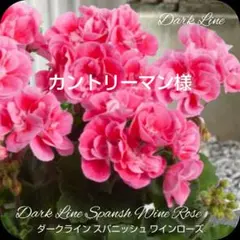 2026年最新】バラ咲きゼラニウムの人気アイテム - メルカリ