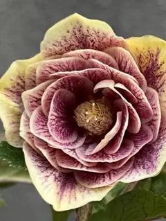 2026年最新】ソレイユ クリスマスローズの人気アイテム - メルカリ