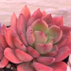 2026年最新】ロウルサンコの人気アイテム - メルカリ