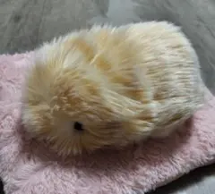 2026年最新】CASIO ぬいぐるみの人気アイテム - メルカリ