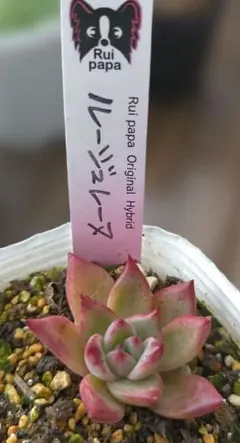 2026年最新】ルイパパさん苗の人気アイテム - メルカリ