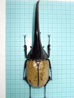 2026年最新】標本 ヘラクレスの人気アイテム - メルカリ