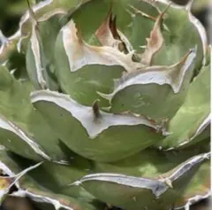 2026年最新】イラン株 アガベの人気アイテム - メルカリ