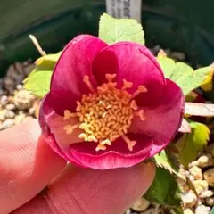 2026年最新】大木ナーサリー クリスマスローズの人気アイテム - メルカリ