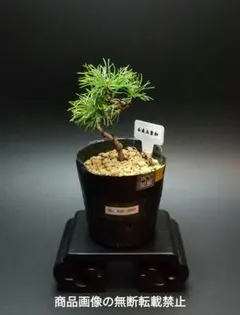 2026年最新】八房五葉松の人気アイテム - メルカリ