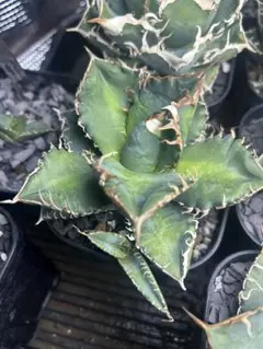 2026年最新】カクタスグリーン アガベの人気アイテム - メルカリ