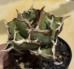 2026年最新】アガベ 鉢の人気アイテム - メルカリ