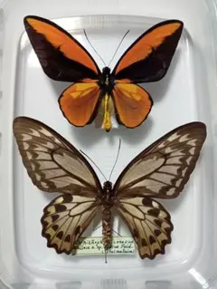 2026年最新】トリバネアゲハの人気アイテム - メルカリ