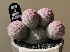 2026年最新】テフロカクタス ゲオメトリクスの人気アイテム - メルカリ